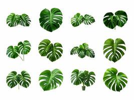 monstera samling isolerat på vit bakgrund med ai genererad. foto