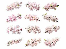 sakura samling isolerat på vit bakgrund med ai genererad. foto