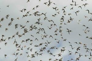 flock av sökning duva flygande mot molnig himmel foto