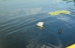 skön vit lotus blomma och lilja runda löv på de vatten efter regn i flod foto