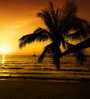 palmträd på stranden under solnedgången av en vacker tropisk strand foto