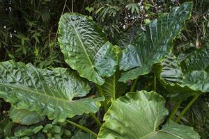 grön alocasia eller elefant öra träd växt naturlig textur bakgrund foto