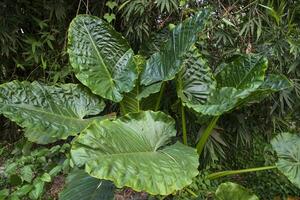 grön alocasia eller elefant öra träd växt naturlig textur bakgrund foto