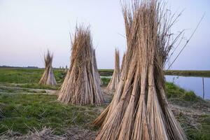 många jute pinnar är staplade för Sol torkning i en fält på sadarpur, faridpur, bangladesh. ett och endast jute odling är i faridpur, bangladesh foto