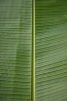 naturlig grön banan löv mönster abstrakt textur bakgrund tapet foto