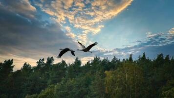 två kranar flygande över träd i en skog på solnedgång. flyttande fåglar på de älskling foto