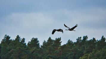 två kranar flyga över träd i en skog. flyttande fåglar på de darss. djur- Foto