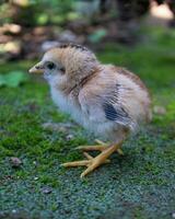 stänga upp skott av nyfödd kyckling i grön bakgrund foto