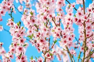 naturlig bakgrund med blomning äpple. eller persika träd mot ljus blå himmel, springtime foto