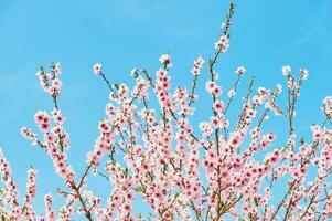 naturlig bakgrund med blomning äpple. eller persika träd mot ljus blå himmel, springtime foto