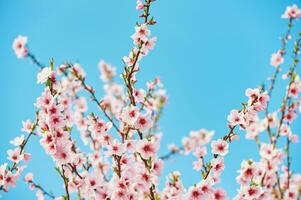 naturlig bakgrund med blomning äpple. eller persika träd mot ljus blå himmel, springtime foto