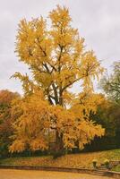 skön gingko träd under falla säsong med ljus gul löv, parkera mån repos, lausanne, schweiz foto