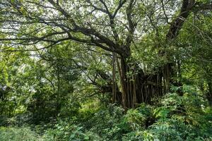 enorm banyan träd i de indisk djungel foto