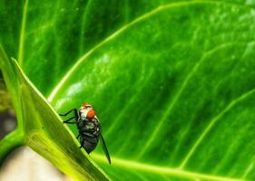 husfluga. husfluga isolerat på grön blad bakgrund. insekt husfluga på på grön blad. allmänning husfluga insekt. foto