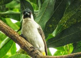 porträtt av de sotig headed bulbul spjut på gren. asiatisk indonesiska fågel. bulbul fågel uppflugen på träd gren. sotig headed bulbul isolerat på grön natur suddig bakgrund. gyllene ventilerat bulbul. foto