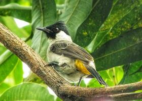 porträtt av de sotig headed bulbul spjut på gren. asiatisk indonesiska fågel. bulbul fågel uppflugen på träd gren. sotig headed bulbul isolerat på grön natur suddig bakgrund. gyllene ventilerat bulbul. foto