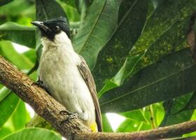 porträtt av de sotig headed bulbul spjut på gren. asiatisk indonesiska fågel. bulbul fågel uppflugen på träd gren. sotig headed bulbul isolerat på grön natur suddig bakgrund. gyllene ventilerat bulbul. foto