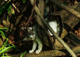 porträtt av ett förtjusande söt liten kattunge utforska frodig trädgård parkera på de ljus dag ljus. kattdjur jakt för de byte. de katt är jakt i de skog. foto