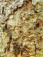 bark mönster textur från träd. lättnad textur av de bark. Foto av en träd bark textur. textur av ett gammal bark.