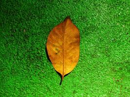 brun torr löv isolerat på grön bakgrund. kopia Plats för text. natur miljö begrepp bakgrund bild. freshnes, jord dag, hållbarhet. höst säsong foto