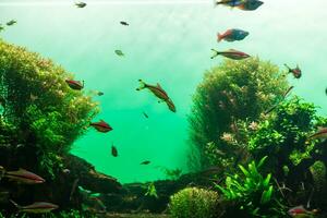 underbar och vacker undervattensvärld med koraller och tropiska fiskar. foto