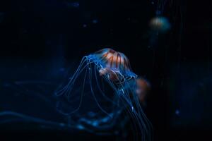 små maneter upplyst med blå ljus simning i akvarium. foto