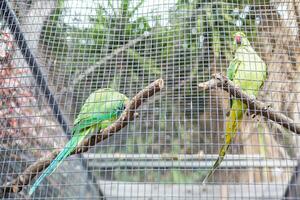 de blånackad papegoja, också de blåkrönt grön papegoja, papegoja, de grön papegoja eller som picoy Sammanträde på en gren i de grön foto