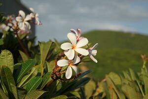 myanmar blommor naturlig plumeria burma foto