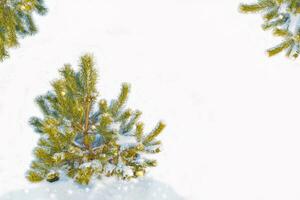 jul träd. landskap. frysta vinter- skog med snö täckt träd. foto