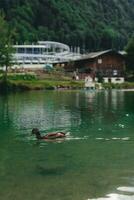 en närbild skott av en Anka simning i de sjö i tyrolen Österrike. foto