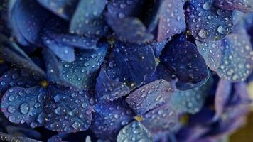 vattning hortensia, hortensia. blå indigo rosa lila blomma, hortensia närbild makro droppar. blommig bakgrund. floristik begrepp foto