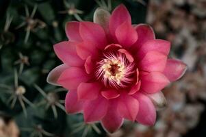 stänga upp topp se av rosa blomma Gymnocalycium baldianum kaktus foto