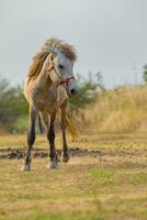 vit häst stående på bruka fält med skön Sol ljus foto