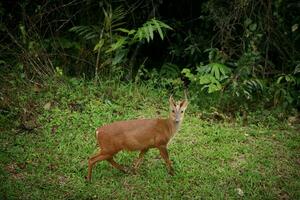 skällande rådjur i khao yai nationell parkera thailand foto