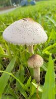 vild svamp svamp i en fält av grön gräs. skön närbild av skog svamp i gräs, höst säsong. liten färsk svamp, växande i grön gräs höst foto
