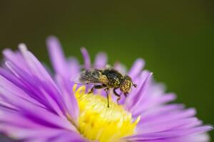 flyga, flyga, hus flyga på blad.. foto