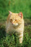 röd katt med snäll grön, blå ögon, liten röd kattunge. porträtt söt röd ingefära kattunge. foto