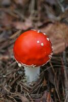 amanita muscari, flyga agaric skön rödhårig hallucinogena toxisk svamp.. foto