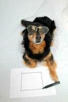 en hund bär glasögon och innehav en penna foto