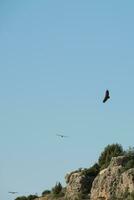 gamar flygande över duraton flod, Spanien foto