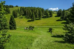 2023 7 16 folgaria alpina pastures.jpg foto