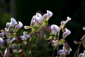 damens toffel orkidéer eller paphiopedilum callosum rchb ölkrus flödar i full blomma de inföding epifyt växt till tropisk regnskog av sydöst Asien foto