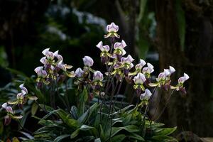damens toffel orkidéer eller paphiopedilum callosum rchb ölkrus flödar i full blomma de inföding epifyt växt till tropisk regnskog av sydöst Asien foto