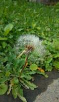 närbild av skön taraxacum erythrospermum blommor i de gräs foto