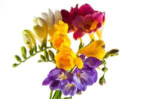 färgrik hyacint och dhalias foto