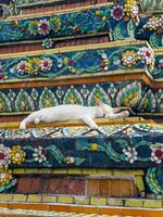 vit katt sovande på de färgrik stupa på wat pho, bangkok foto