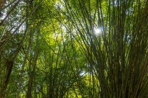 botten vinkel se av bambu skog. foto