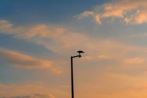 en silhuett av en Hök uppflugen på en lampa posta i de kväll himmel. foto