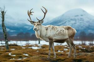 ai genererad ren i de vår förkroppsligande förnyelse och naturens säsong- skönhet ai genererad foto