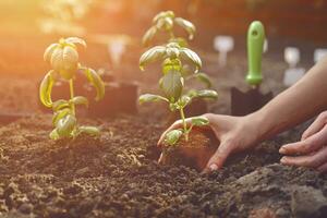 händer av okänd kvinna är plantering ung grön basilika gro eller växt i svart jord. solljus, jord, små trädgård skyffel. närbild foto